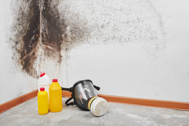 Best Mold Inspection  in Pinehurst, MA