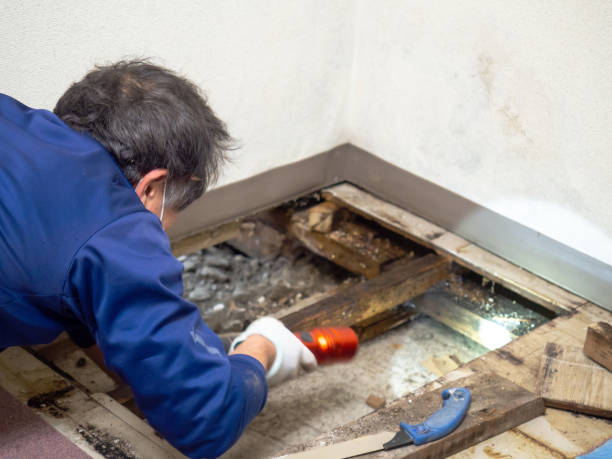 Best Mold Remediation  in Pinehurst, MA