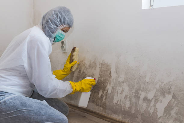 Best Attic Mold Removal  in Pinehurst, MA