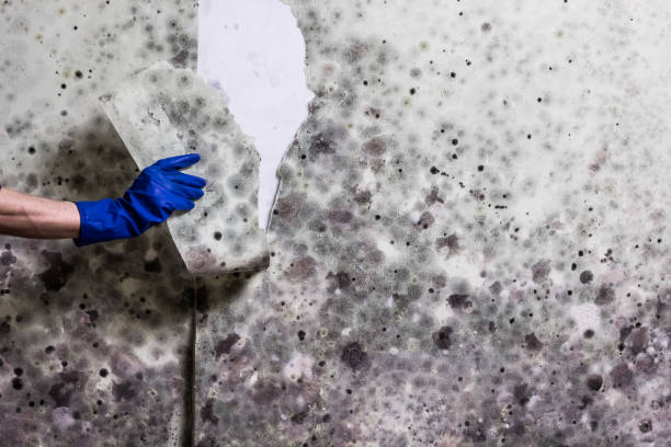 Trusted Pinehurst, MA Mold Removal Experts