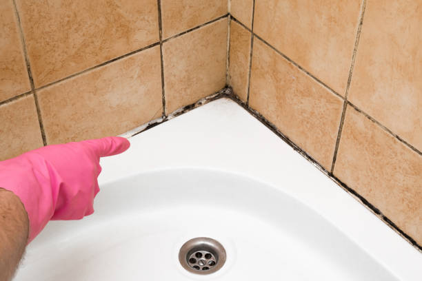 Best Toxic Mold Removal  in Pinehurst, MA